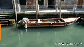 Canals in Venice run clear as coronavirus lockdown eases pollution