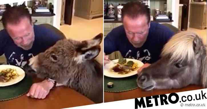 Arnold Schwarzenegger self-isolates with horse and donkey and feeds them from his own plate