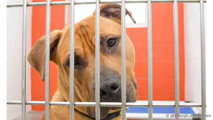 Humane Animal Rescue Stays Open For Adoptions