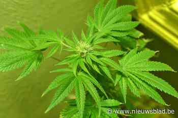 Cannabisplantage van 670 plantjes ontmanteld (Evere) - Het Nieuwsblad