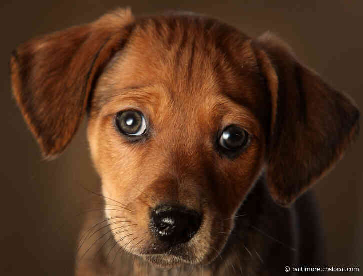 Coronavirus Closings: Maryland SPCA To Temporarily Suspend All Operations, Shelter Animals Will Still Be Cared For