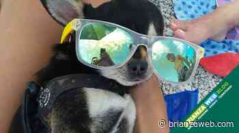 AMICI A 4 ZAMPE SU BRIANZA WEB: Achille da Caslino d'Erba - BRIANZA WEB