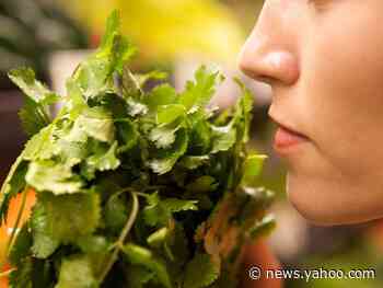 UK Health minister says the coronavirus made her lose her sense of taste and smell – here's why that could happen