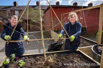 Trees go in at The Lanes Community Garden in Clifton