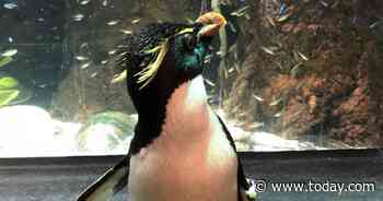 Penguin cams go viral as aquariums and zoos turn to livestreams