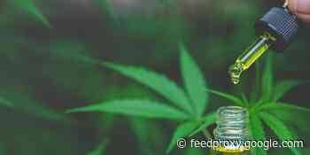 15 best CBD oils you can buy