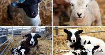 See the adorable lambs being born at Hall Hill Farm