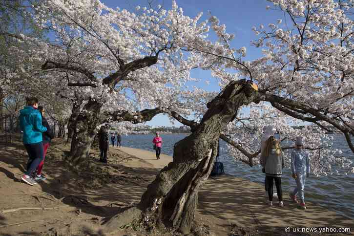 Nations&#39;s capital trying to keep crowds from cherry blossoms