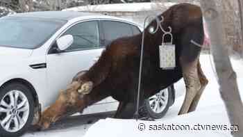 Muenster moose apparently reluctant to leave Saskatchewan village - CTV Saskatoon News