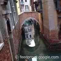 An Upside Of Italy’s Lockdown: You Can Now See Fish And Waterfowl In Venice’s Canals