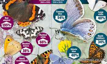 Half of Britain's best-loved butterfly species see numbers increase