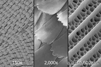 Optical Illusion Created by Butterflies’ Wing Scales Is Secret to Ultra-Black, Lightweight Materials