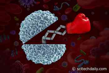 COVID-19 Recovery: Researchers Find the Immune System Can Fight Back