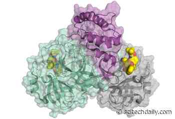 Coronavirus SARS-CoV2 Architecture Decoded in 3D – Accelerates COVID-19 Drug Development - SciTechDaily