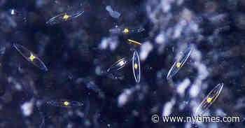 When Coronavirus Closes Your Lab, Can Science Go On?