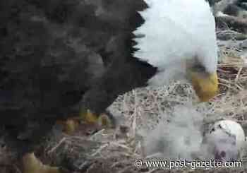Second eaglet hatches at Hays