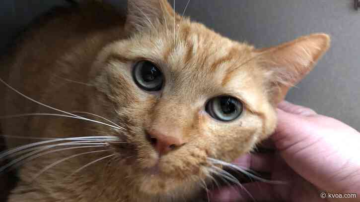 ‘Stay home and foster’: PACC changes operations amid COVID-19 outbreak