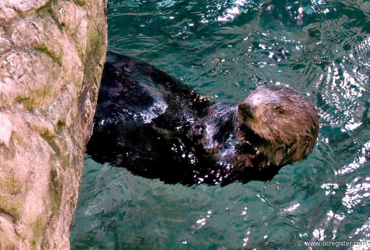 With doors shut by coronavirus outbreak, Aquarium of the Pacific initiates online academy with videos, workshops and more