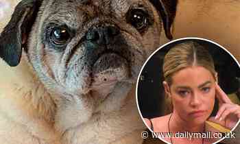 Denise Richards is 'gutted and devastated' over the loss of her family's 15-year-old dog Henry
