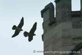 Webcams help connect people at home with nature - Warrington Guardian