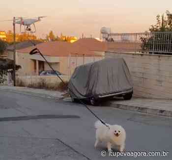 Homem usa um drone para passear com cachorro durante quarentena - Itupeva Agora