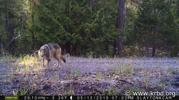 Record number of wolves taken on Prince of Wales - KRBD