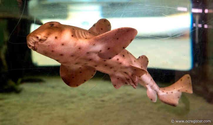 With new $1 million live shark tank, Ocean Institute is struggling amid coronavirus shutdown