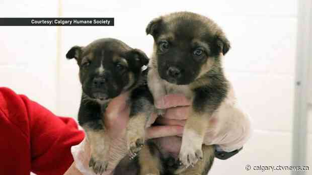 Calgary Humane Society adjusts adoption process during COVID-19 pandemic