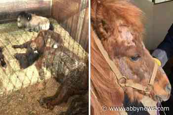 BC SPCA seeks help for 36 neglected mini-horses, 17 other farm animals