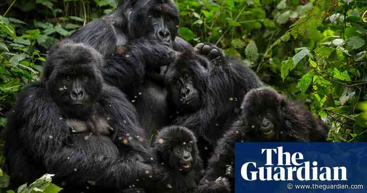 Coronavirus poses lethal threat to great apes, experts warn