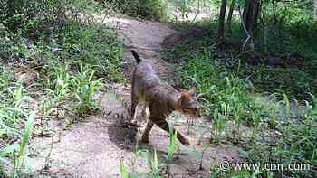Cats aren't native to Madagascar, so where did they come from? Scientists finally figured it out