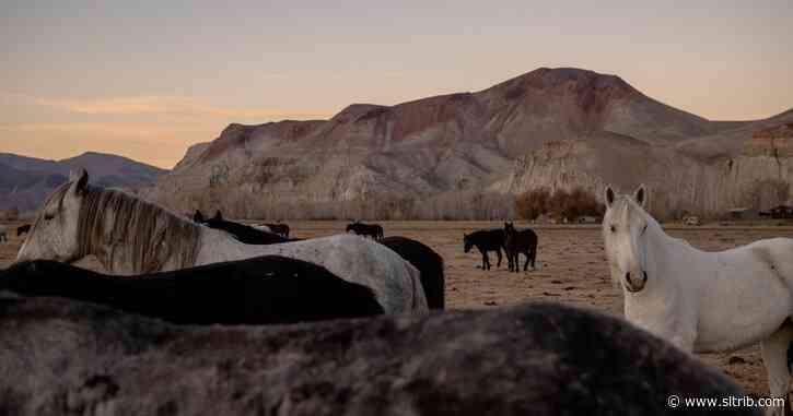 A mustang crisis looms in the West