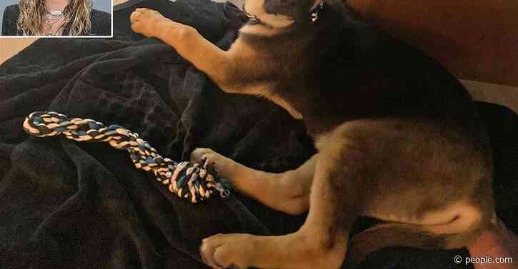 Miley Cyrus Adopts Adorable Mixed Shepherd Dog and Names Him After Her Dad