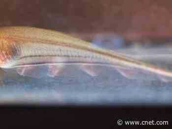 Frankenfish brain-swap simulation offers electrifying results     - CNET