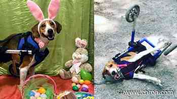 Two-legged pup named Lieutenant Dan named next Cadbury Bunny