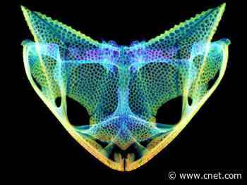 Frogs have evolved extreme skulls with hidden fangs and horns     - CNET