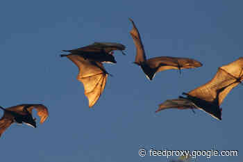It’s Wrong to Blame Bats for the Coronavirus Epidemic