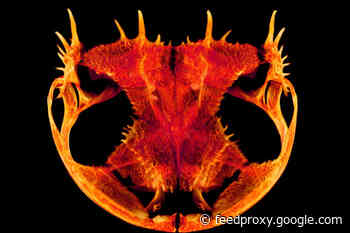New 3D Images Reveal the Evolutionary Wonders Hidden in Frog Skulls