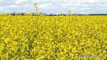 A tale of 2 Prairie provinces: Why the Manitoba-Saskatchewan COVID-19 divide doesn't matter