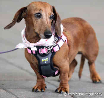 Animal shelter closes to public