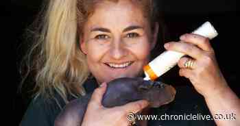 Whitehouse Farm's amusing animal videos are the perfect isolation tonic