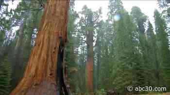 Sequoia and Kings Canyon National Park closes to visitors amid COVID-19 concerns