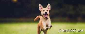 COVID-19: Orillia closes skateboard park, off-leash dog parks and basketball courts – Barrie 360 - Barrie 360