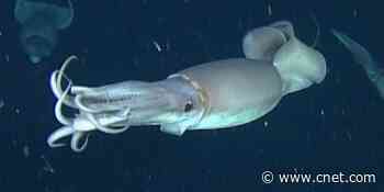 Illuminating find: Here's how squid talk to each other in the dark     - CNET