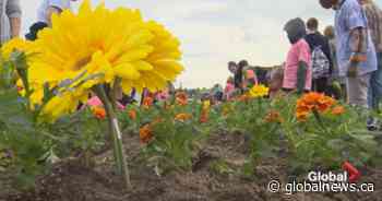 Marigolds Project will not include students this year due to coronavirus outbreak