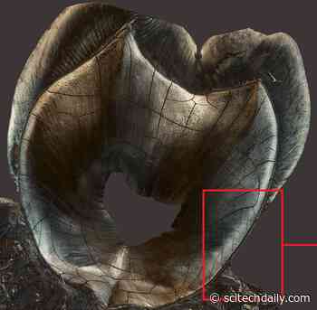 Teeth Serve as ‘Archive of Life’ – Record Intimate Details of a Person’s Life