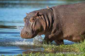 How Pablo Escobar’s Hippos Can Counteract a Legacy of Extinctions and Restore a Lost World