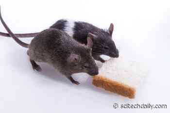 Rats Can Smell Hunger on Other Rats – Give More Generously to Those in Need