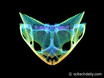 Skulls Gone Wild: Secrets of How and Why Frogs Evolved Extreme Heads