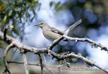 Need an afternoon activity? Here are 7 common Houston birds you can try to spot in your backyard - KPRC Click2Houston